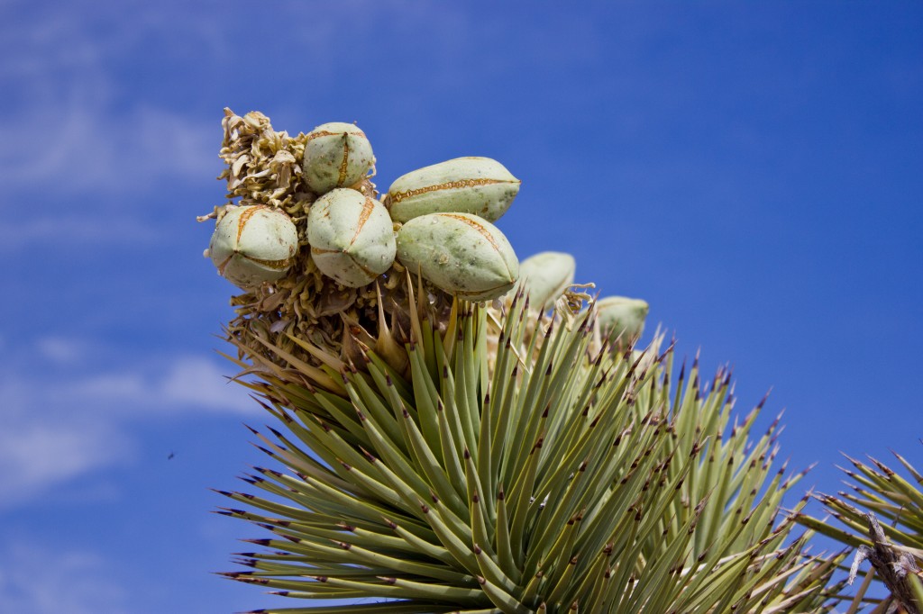 Joshua Tree Pods