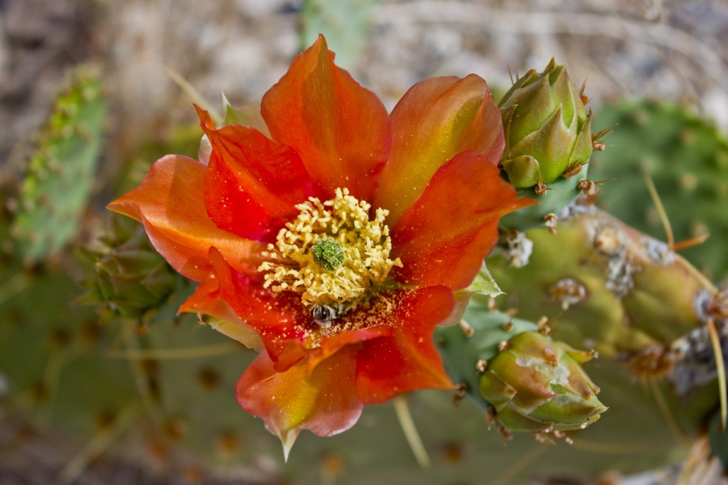 Cactus Flower With Bee