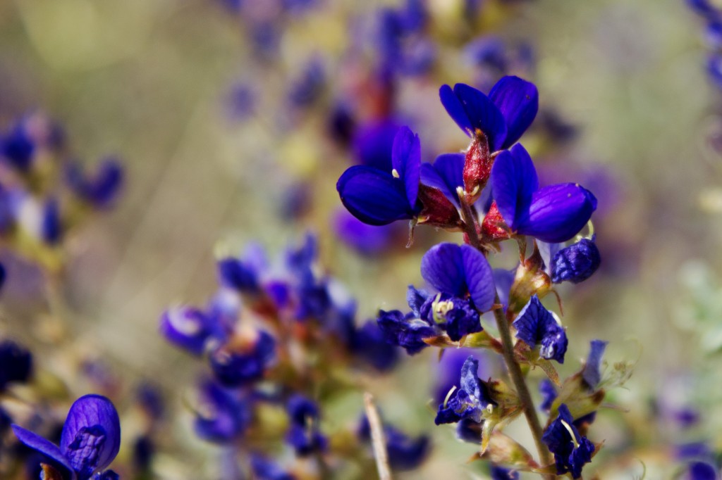 Flowering Indigo Bush