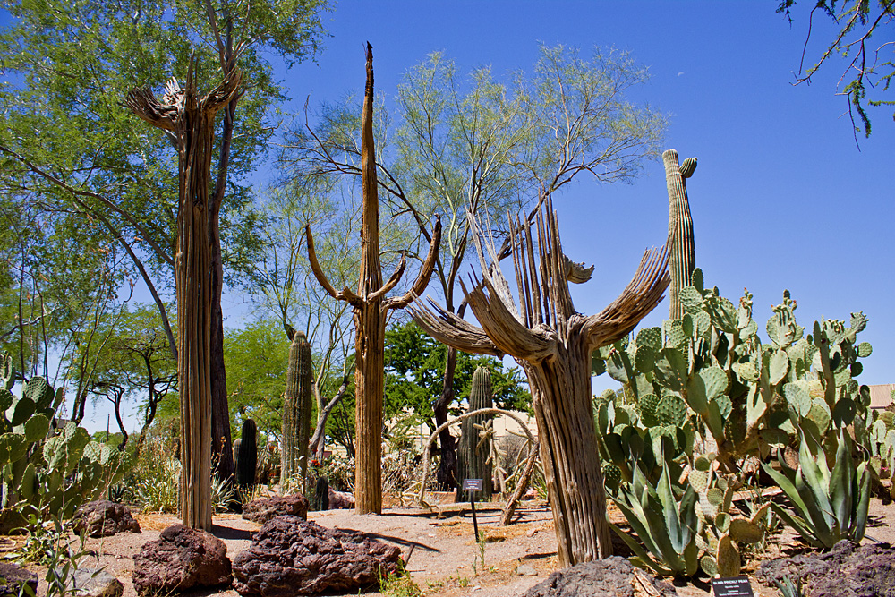 The Ethel M Botanical Cactus Garden